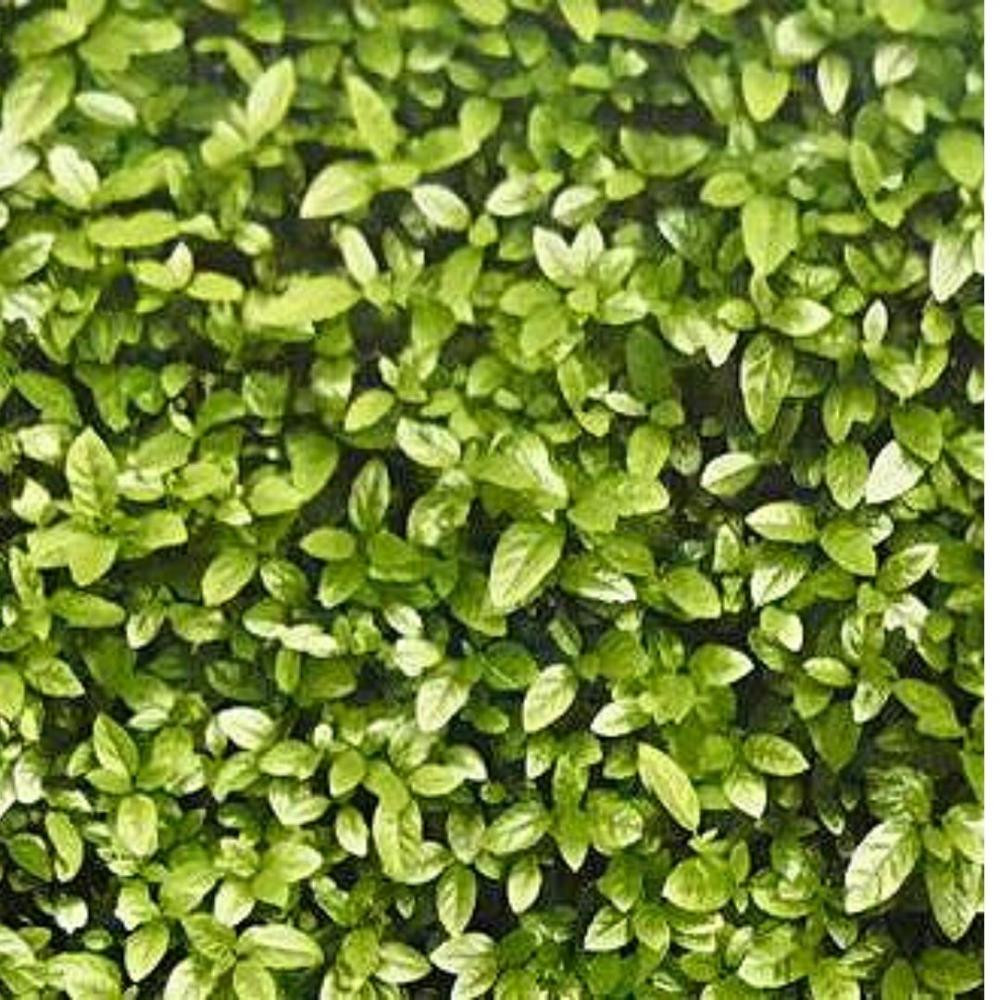 Tecido Wall Linea Decor Painel Vivo